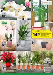 Orchidee im Hagebaumarkt Prospekt "JETZT EISKALT SPAREN!" auf Seite 7