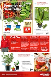Tomatenpflanze Angebot & Preis im aktuellen Hellweg Prospekt Tomatenpflanze Angebot im aktuellen Hellweg Prospekt auf Seite 19