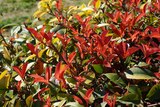 Photinia "Carré rouge" en promo chez Jardiland Brest à 4,99 €