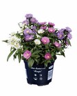Aktuelle Blumen Angebote bei Lidl in Jena Aktuelles Astern-Trio Angebot bei Lidl in Jena ab 1,99 €