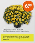 Chrysanthemen Busch Angebote bei tegut München für 6,99 €