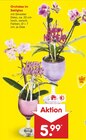 Aktuelles Orchidee im Sektglas Angebot bei Netto Marken-Discount in Duisburg ab 5,99 €