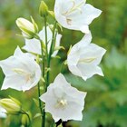 Campanule Persicifolia blanche - Le pot de 9 x 9 cm - BOTANIC® en promo chez Botanic Campanule Persicifolia blanche - Le pot de 9 x 9 cm - BOTANIC® dans le catalogue Botanic