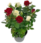Kaufland Wittenberge - Rosen-Twin Angebot im Prospekt Rosen-Twin bei Kaufland im Wittenberge Prospekt für 2,22 €