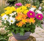 Chrysanthemen-Schale von KÖLLE im aktuellen Pflanzen Kölle Prospekt für 8,99 €