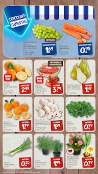 Pflanzen im nahkauf Prospekt "nichts liegt näher" mit 8 Seiten (Ludwigshafen (Rhein))