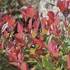 BOTANIC®-Photinia Red Robin en pot de 30 litres - BOTANIC® en promo chez Botanic Strasbourg à 99,99 €