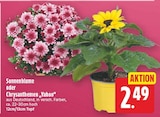 Sonnenblume für 2,49 € bei E center im Angebot Sonnenblume im aktuellen E center Prospekt