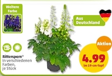 Pflanzen im aktuellen Penny-Markt Prospekt für 4.99€