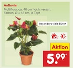 Anthurie für 5,99 € bei Netto Marken-Discount im Angebot Anthurie im aktuellen Netto Marken-Discount Prospekt