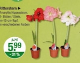 Aktuelles Ritterstern Amaryllis Hippeastrum Angebot bei V-Markt in München ab 5,99 €