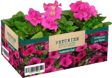 Petunien von Gardenline im aktuellen ALDI SÜD Prospekt für 1,79 €