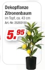 Aktuelles Dekopflanze Zitronenbaum Angebot bei Möbel AS in Ludwigshafen (Rhein) ab 5,95 €