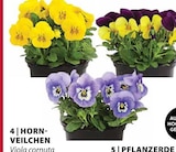 Aktuelles Hornveilchen Angebot bei Dehner Garten-Center in Karlsruhe ab 0,69 €