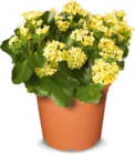 Kalanchoe im Angebot bei Netto Marken-Discount in Bietigheim-Bissingen Kalanchoe Angebote bei Netto Marken-Discount Bietigheim-Bissingen für 4,99 €
