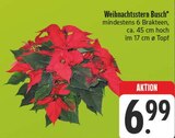 Weihnachtsstern Busch Angebote bei EDEKA Zwickau für 6,99 €