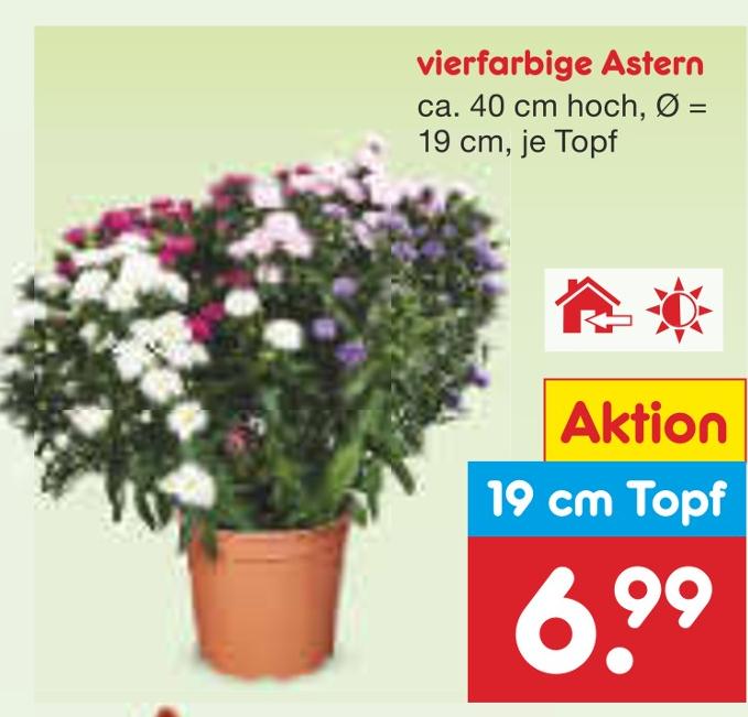 Aktuelle Blumen Angebote bei Netto Marken-Discount in Jena Aktuelles vierfarbige Astern Angebot bei Netto Marken-Discount in Jena ab 6,99 €