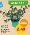 Eukalyptus im Penny-Markt Prospekt Eukalyptus im aktuellen Penny-Markt Prospekt für 2,49 €