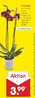 Orchidee Angebote bei Netto Marken-Discount Delmenhorst für 3,99 €