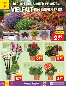 Pflanzen im aktuellen Netto Marken-Discount Prospekt (Bremen) Pflanzen im Netto Marken-Discount Prospekt "Aktuelle Angebote" mit 73 Seiten (Bremen)