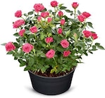 Rosenschale im Angebot bei Netto Marken-Discount in Lemgo Rosenschale Angebote bei Netto Marken-Discount Lemgo für 5,99 €