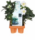 Christrose von  im aktuellen Netto Marken-Discount Prospekt für 9,99 €