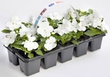 Impatiens, Lobelien, Petunien oder Tagetes von Deutsche Produktion für 2,59 € bei Thomas Philipps im Angebot Impatiens, Lobelien, Petunien oder Tagetes von Deutsche Produktion im aktuellen Thomas Philipps Prospekt