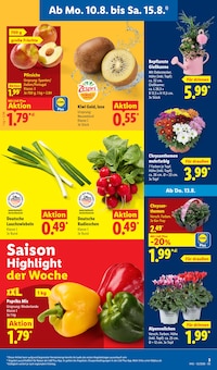 Chrysantheme im Lidl Prospekt "LIDL LOHNT SICH" mit 73 Seiten (Bonn)