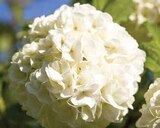 GEFÜLLTER SCHNEEBALL ‘ROSEUM’ im Angebot bei Dehner Garten-Center in Lahr GEFÜLLTER SCHNEEBALL ‘ROSEUM’ Angebote bei Dehner Garten-Center Lahr für 9,99 €