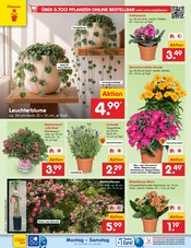 Aktueller Netto Marken-Discount Prospekt mit Stauden, "Aktuelle Angebote", Seite 20
