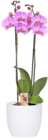 Orchidee Phalaenopsis im Angebot bei Thomas Philipps in Karlsruhe Orchidee Phalaenopsis Angebote bei Thomas Philipps Karlsruhe für 2,49 €