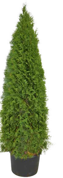 Thuja-Lebensbaum bei BAUHAUS in Hagen Thuja-Lebensbaum im Angebot bei BAUHAUS Hagen für 9,99 €
