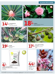 Offre Olivier dans le catalogue Auchan Hypermarché du moment à la page 45