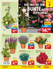 Kräuter im Netto Marken-Discount Prospekt in Mönchengladbach Aktueller Netto Marken-Discount Prospekt mit Kräuter, "Aktuelle Angebote", Seite 7