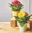 Gerbera - Super U à Ajaccio Gerbera en promo chez Super U Ajaccio à 4,99 €