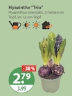 Hyazinthe 'Trio' von  im aktuellen V-Markt Prospekt für 2,79 €