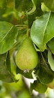 Birnenbaum im Angebot bei Garten-Center Nordharz GmbH & Co. KG in Hannover Birnenbaum Angebote bei Garten-Center Nordharz GmbH & Co. KG Hannover für 15,99 €