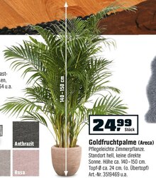 Goldfruchtpalme (Areca) bei OBI in Norderstedt Goldfruchtpalme (Areca) im Angebot bei OBI Norderstedt für 24,99 €