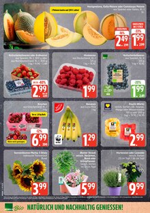 Pflanzen im aktuellen EDEKA Prospekt (Kiel) Pflanzen im EDEKA Prospekt "Top Angebote" mit 13 Seiten (Kiel)