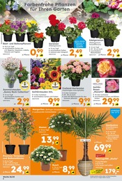 Blumen Angebot & Preis im aktuellen Globus-Baumarkt Prospekt Blumen Angebot im aktuellen Globus-Baumarkt Prospekt auf Seite 6