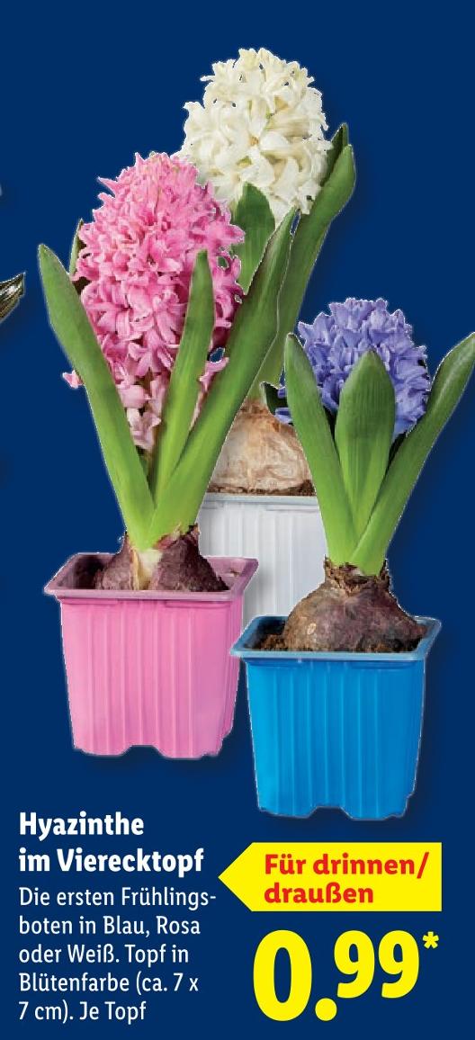 Hyazinthe im Vierecktopf
