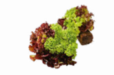 Salat mit Wurzelballen im Angebot bei Netto Marken-Discount in Recklinghausen Salat mit Wurzelballen Angebote von Heimat bei Netto Marken-Discount Recklinghausen für 0,74 €