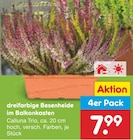 dreifarbige Besenheide im Balkonkasten im Angebot bei Netto Marken-Discount in Weiden dreifarbige Besenheide im Balkonkasten Angebote bei Netto Marken-Discount Weiden für 7,99 €