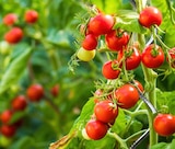 Tuteur spirale à tomates à Rural Master dans Saint-Hippolyte-du-Fort