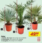 Palmlilie 'Blue Swan' Angebote bei toom Baumarkt Lüdenscheid für 49,99 €