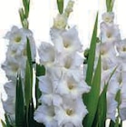 Promo Bulbes de glaïeuls et spécialiste à 2,99 € dans le catalogue Super U à Mirepoix