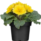 KISSEN-PRIMEL im aktuellen OBI Prospekt für 1,29 €