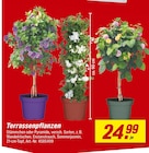 toom Baumarkt Breese - Terrassenpflanzen Angebot im Prospekt Terrassenpflanzen bei toom Baumarkt im Breese Prospekt für 24,99 €