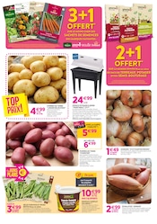 Promos Oignon dans le catalogue "Chez nous les bonnes affaires c'est toute l'année" de Delbard à la page 4
