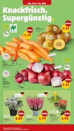 Pflanzen Angebot im aktuellen Penny Prospekt auf Seite 2